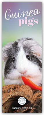 Cover Guniea Pigs - Meerschweinchen 2026 - Slimline-Kalender