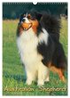 Australian Shepherd (Wandkalender 2026... - Bild 1