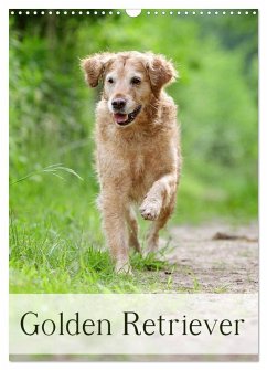 Golden Retriever (Wandkalender 2026 DIN A3 hoch), CALVENDO Monatskalender