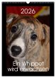 Ein Whippet wird erwachsen... - Bild 1
