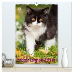 Britisch Langhaar Katzen (hochwertiger Premium Wandkalender 2026 DIN A2 hoch), Kunstdruck in Hochglanz
