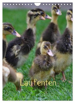Laufenten (Wandkalender 2026 DIN A4 hoch), CALVENDO Monatskalender