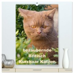 bezaubernde Britisch Kurzhaar Katzen (hochwertiger Premium Wandkalender 2026 DIN A2 hoch), Kunstdruck in Hochglanz