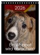 Ein Whippet wird erwachsen... - Bild 1