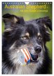 Australian Shepherd - Mit dem Aussie... - Bild 1
