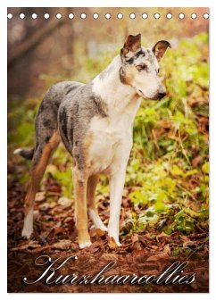 Cover Kurzhaarcollies (Tischkalender 2026 DIN A5 hoch), CALVENDO Monatskalender