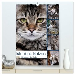 Istanbuls Katzen (hochwertiger Premium Wandkalender 2026 DIN A2 hoch), Kunstdruck in Hochglanz