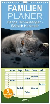 Cover Familienplaner 2026 - Bärige Schmusetiger - Britisch Kurzhaar mit 5 Spalten (Wandkalender, 21 x 45 cm) CALVENDO