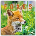 Foxes - Füchse 2026 - Wand-Kalender