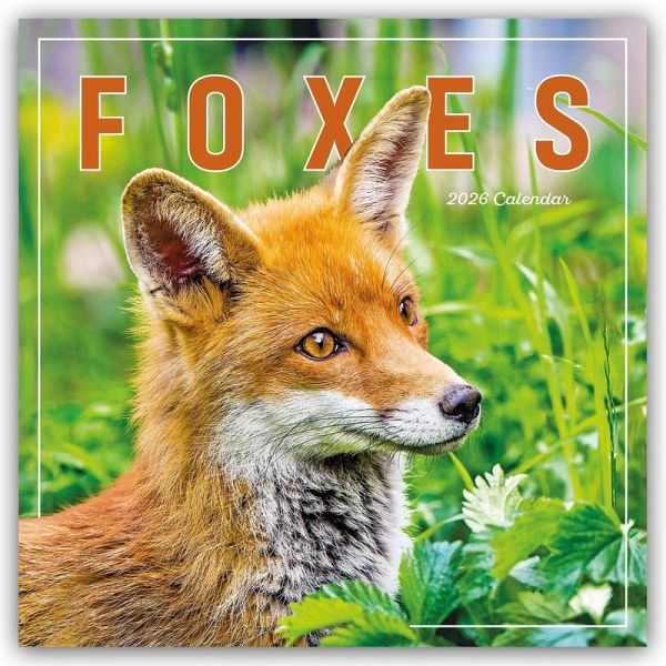 Foxes - Füchse 2026 - Wand-Kalender Foxes - Füchse 2026 - Wand-Kalender