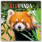 Red Panda - Rote Pandas - Rote Pandabären 2026 - Wand-Kalender Red Panda - Rote Pandas - Rote Pandabären 2026 - Wand-Kalender