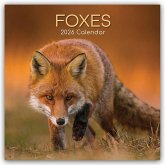 Foxes - Füchse 2026 - 16-Monatskalender Foxes - Füchse 2026 - 16-Monatskalender