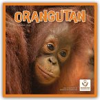 Orangutan - Orang-Utan 2026 - Wand-Kalender Orangutan - Orang-Utan 2026 - Wand-Kalender