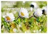 Face à face avec les pâquerettes... - Bild 1