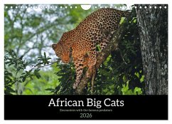 African Big Cats (Wall Calendar 2026 DIN A4 landscape), CALVENDO 12 Month Wall Calendar Cover African Big Cats (Wall Calendar 2026 DIN A4 landscape), CALVENDO 12 Month Wall Calendar