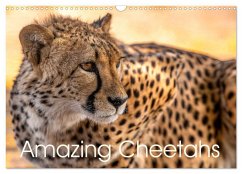Amazing Cheetahs (Wall Calendar 2026 DIN A3 landscape), CALVENDO 12 Month Wall Calendar Amazing Cheetahs (Wall Calendar 2026 DIN A3 landscape), CALVENDO 12 Month Wall Calendar