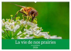 La vie de nos prairie, les ombellifères (Calendrier mural 2026 DIN A2 vertical), CALVENDO calendrier mensuel