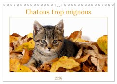 Chatons trop mignons (Calendrier mural 2026 DIN A4 vertical), CALVENDO calendrier mensuel