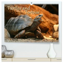 Cover Turtles and Tortoise / UK-Version (High Quality Premium Wall Calendar 2026 DIN A2 landscape),CALVENDO 12 Month Wall Calendar