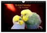 Budgie Calendar - UK Version (Wall... - Bild 1