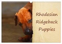 Cover Rhodesian Ridgeback Puppies (Wall Calendar 2026 DIN A3 landscape), CALVENDO 12 Month Wall Calendar