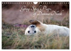 Cover Grey Seal Pups of Donna Nook (Wall Calendar 2026 DIN A4 landscape), CALVENDO 12 Month Wall Calendar