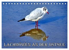 Cover Lachmöwen an der Ostsee (Tischkalender 2026 DIN A5 quer), CALVENDO Monatskalender
