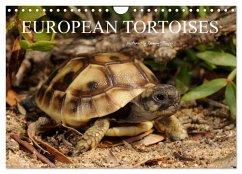 European Tortoises / UK-Version (Wall Calendar 2026 DIN A4 landscape), CALVENDO 12 Month Wall Calendar European Tortoises / UK-Version (Wall Calendar 2026 DIN A4 landscape), CALVENDO 12 Month Wall Calendar