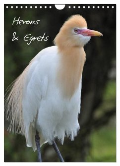 Cover Herons & Egrets (Wall Calendar 2026 DIN A4 portrait), CALVENDO 12 Month Wall Calendar