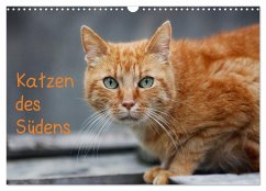 Katzen des Südens (Wandkalender 2026 DIN A3 quer), CALVENDO Monatskalender Cover Katzen des Südens (Wandkalender 2026 DIN A3 quer), CALVENDO Monatskalender