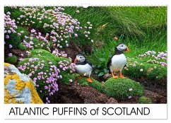 ATLANTIC PUFFINS OF SCOTLAND (Wall Calendar 2026 DIN A3 landscape), CALVENDO 12 Month Wall Calendar