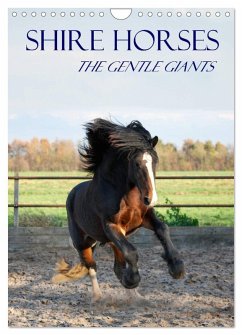Shire Horses The Gentle Giants (Wall Calendar 2026 DIN A4 portrait), CALVENDO 12 Month Wall Calendar