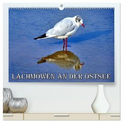 Cover Lachmöwen an der Ostsee (hochwertiger Premium Wandkalender 2026 DIN A2 quer), Kunstdruck in Hochglanz