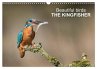 Beautiful birds THE KINGFISHER (Wall... - Bild 1