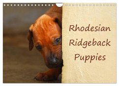 Cover Rhodesian Ridgeback Puppies (Wall Calendar 2026 DIN A4 landscape), CALVENDO 12 Month Wall Calendar