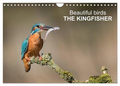 Beautiful birds THE KINGFISHER (Wall Calendar 2026 DIN A4 landscape), CALVENDO 12 Month Wall Calendar Beautiful birds THE KINGFISHER (Wall Calendar 2026 DIN A4 landscape), CALVENDO 12 Month Wall Calendar