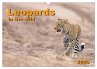 Leopards in the wild (Wall Calendar... - Bild 1