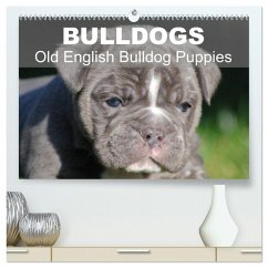 Cover Bulldogs - Old English Bulldog Puppies (High Quality Premium Wall Calendar 2026 DIN A2 landscape),CALVENDO 12 Month Wall Calendar