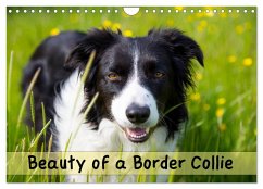 Cover Beauty of a Border Collie (Wall Calendar 2026 DIN A4 landscape), CALVENDO 12 Month Wall Calendar