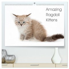 Amazing Ragdoll Kittens (High Quality Premium Wall Calendar 2026 DIN A2 landscape),CALVENDO 12 Month Wall Calendar