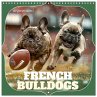 French Bulldogs (Wall Calendar 2026 12... - Bild 1