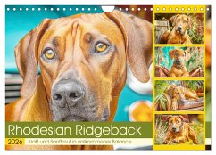 Rhodesian Ridgeback. Kraft und Sanftmut in vollkommener Balance (Wandkalender 2026 DIN A4 quer), CALVENDO Monatskalender