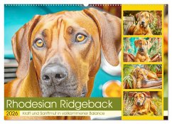 Rhodesian Ridgeback. Kraft und Sanftmut in vollkommener Balance (Wandkalender 2026 DIN A2 quer), CALVENDO Monatskalender Rhodesian Ridgeback. Kraft und Sanftmut in vollkommener Balance (Wandkalender 2026 DIN A2 quer), CALVENDO Monatskalender