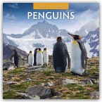 Penguins - Pinguine 2026 - 16-Monatskalender Penguins - Pinguine 2026 - 16-Monatskalender