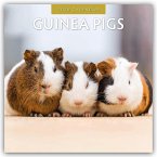 Guinea Pigs - Meerschweinchen 2026 - 16-Monatskalender