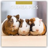 Guinea Pigs - Meerschweinchen 2026 - 16-Monatskalender Guinea Pigs - Meerschweinchen 2026 - 16-Monatskalender