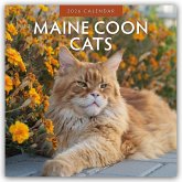 Maine Coon Cats - Maine Coon Katzen 2026 - 16-Monatskalender