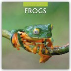 Frogs 2026 Square Wall Calendar Frogs 2026 Square Wall Calendar