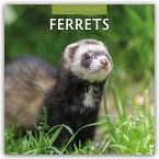 Ferrets 2026 Square Wall Calendar Ferrets 2026 Square Wall Calendar