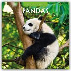 Pandas - Pandabären 2026 - 16-Monatskalender